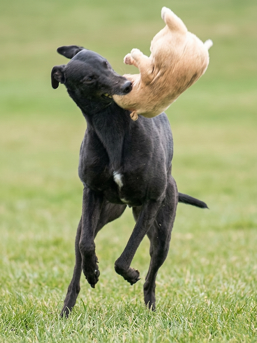 Black dog playing with a small light-colored puppy outdoors on grass
