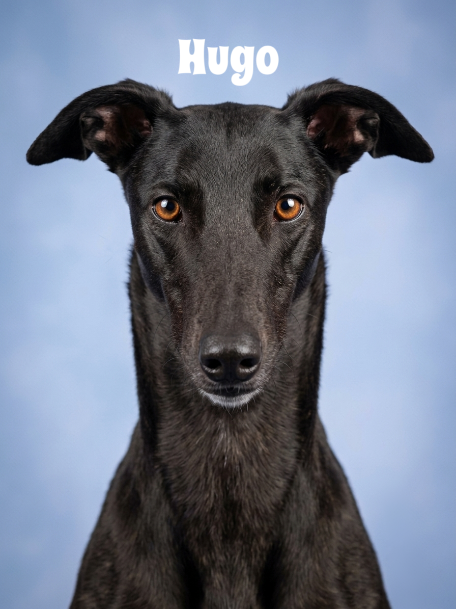 Close-up portrait of a black dog with amber eyes and a blue background, with the name "Hugo" written above.