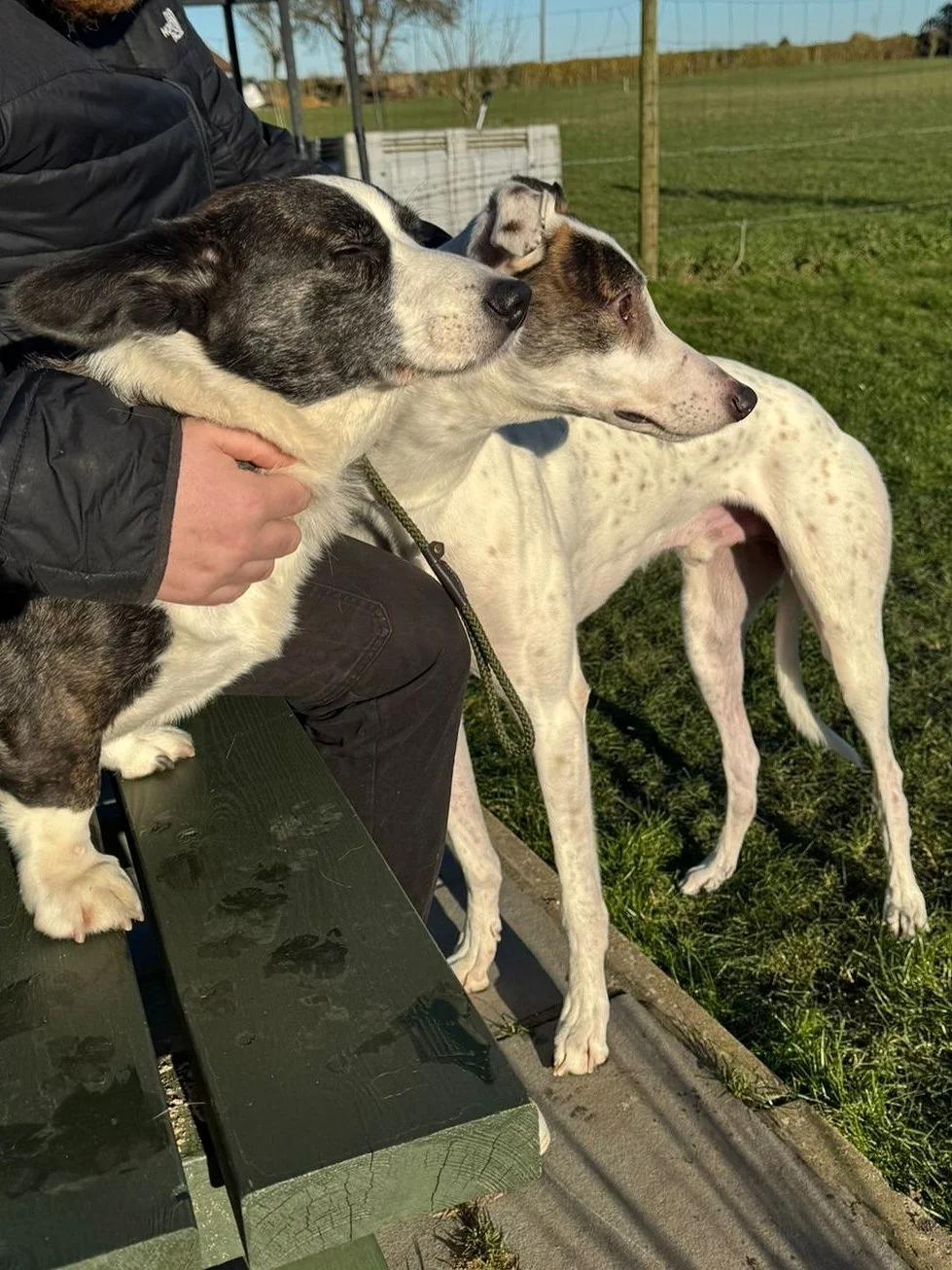 Two dogs sitting on a park bench, with a person holding one of them, overlooking a grassy field and fencing in the background.