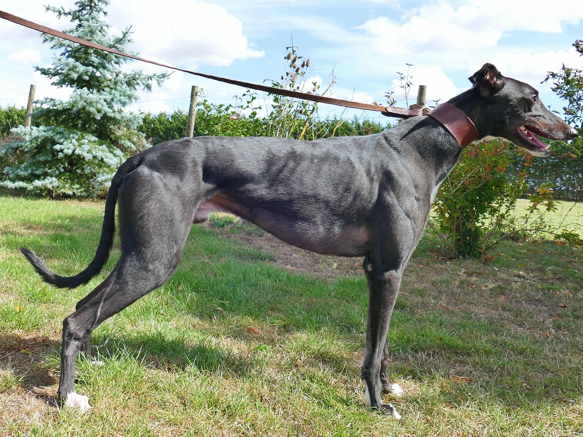 A black and gray Great Dane dog standing outdoors on grass, wearing a brown collar and leash, with trees and a blue sky with clouds in the background.