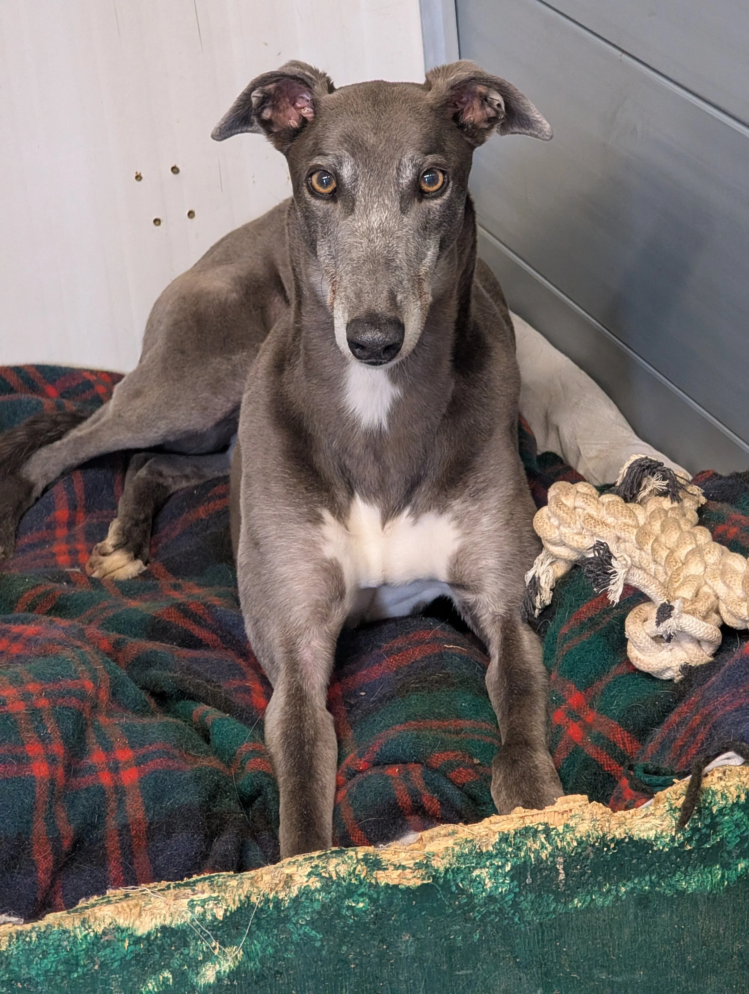 A gray and white dog with large ears sitting on a plaid blanket, looking directly at the camera, with a chew toy and some other toys nearby.