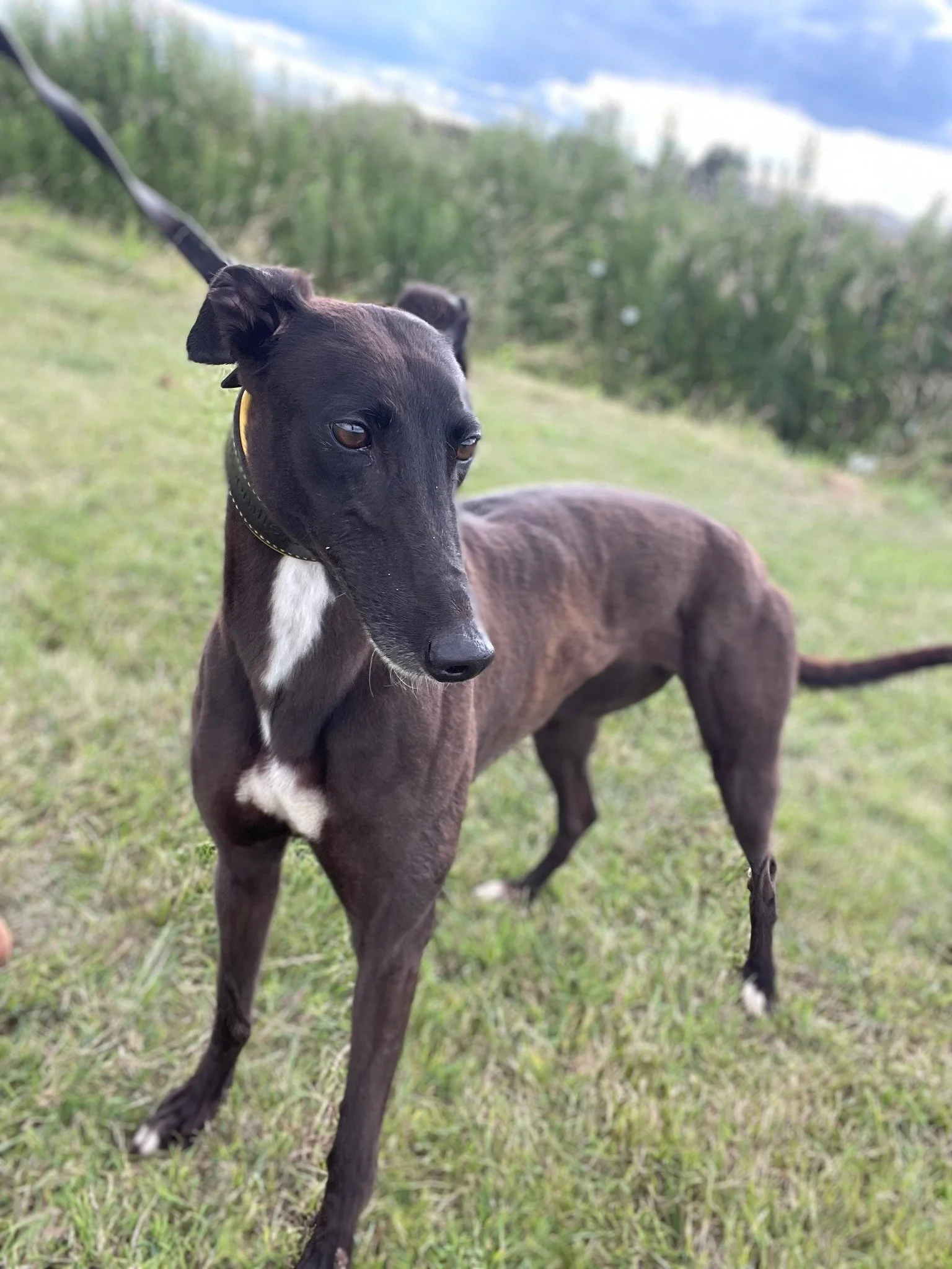 Lottie (Muxton Lottie)