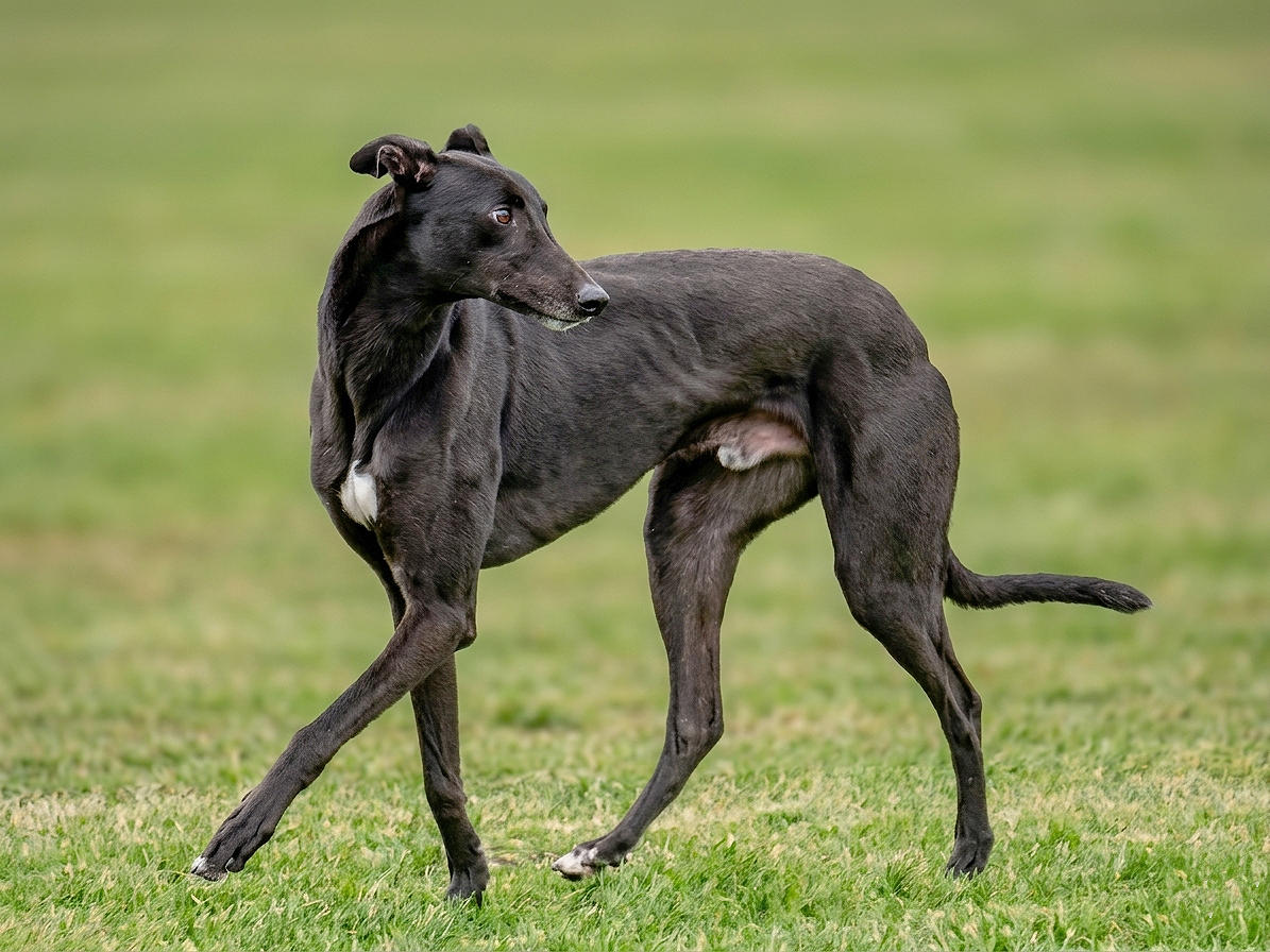 Black dog with a white patch on its chest standing on green grass, turning its head to the side.