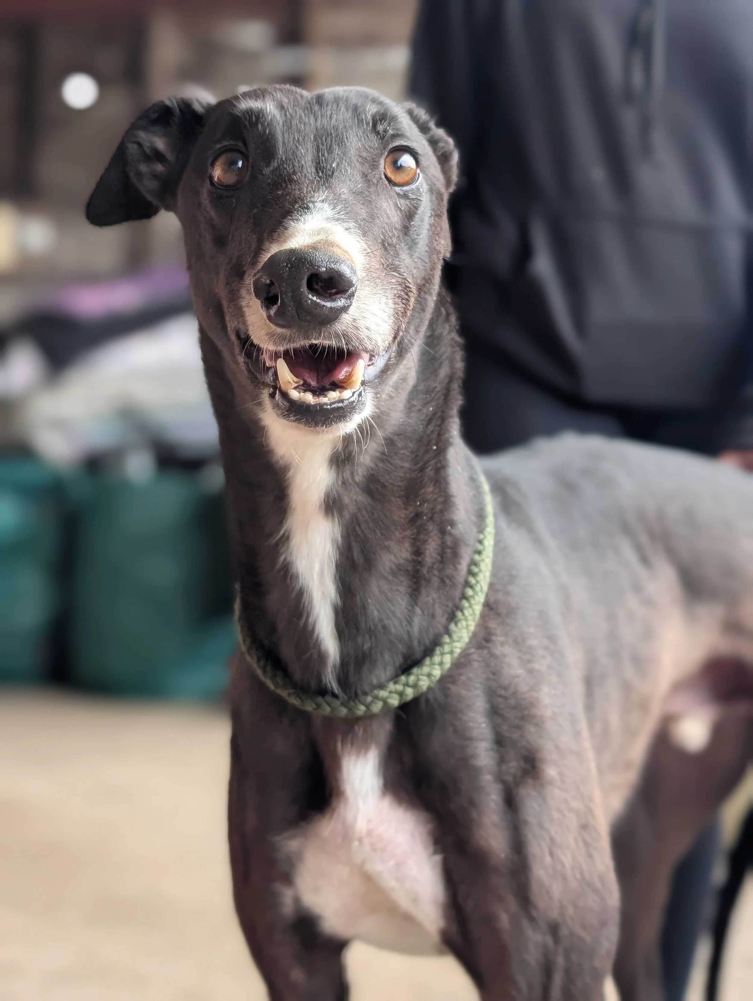 A happy black and white mixed-breed dog with brown eyes, nose, and a white patch on its chest, wearing a green collar, indoors in front of a blurred background.