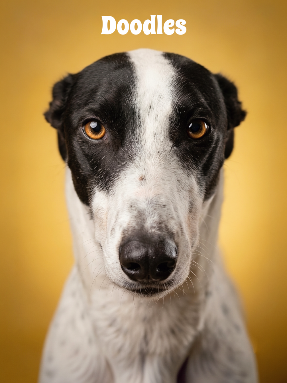 Close-up of a black and white dog with brown eyes, looking directly at the camera, with the word 'Doodles' above its head against a yellow background.