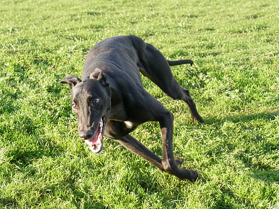 A black greyhound running on green grass with a joyful expression.