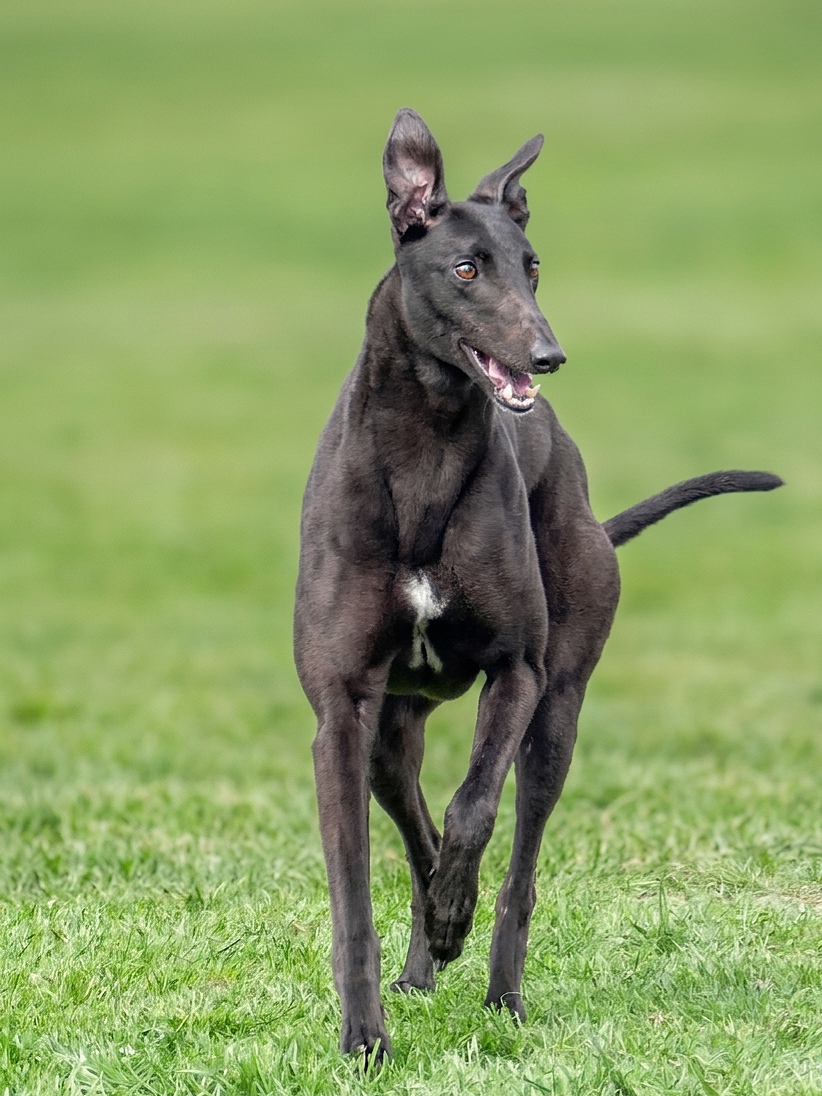 A black dog with one ear standing up and the other flopping over runs on green grass with a blurred background.