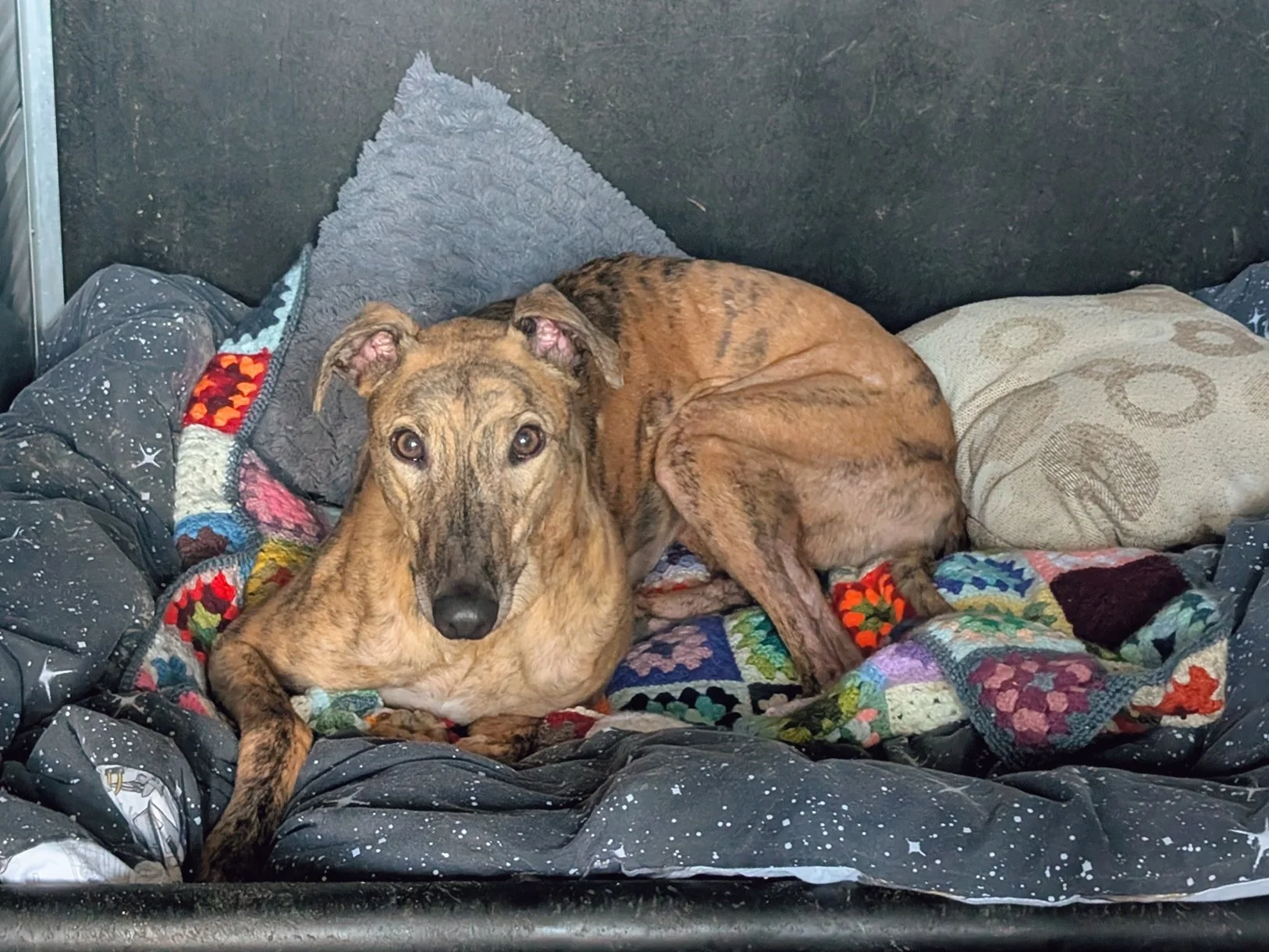 A brindle dog with a long nose and expressive eyes lying on a bed with a black galaxy-themed blanket, colorful quilt, gray pillows, and a beige cushion.