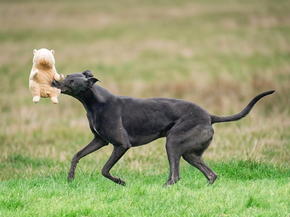 A black dog playing fetch with a stuffed bear toy in a grassy field.