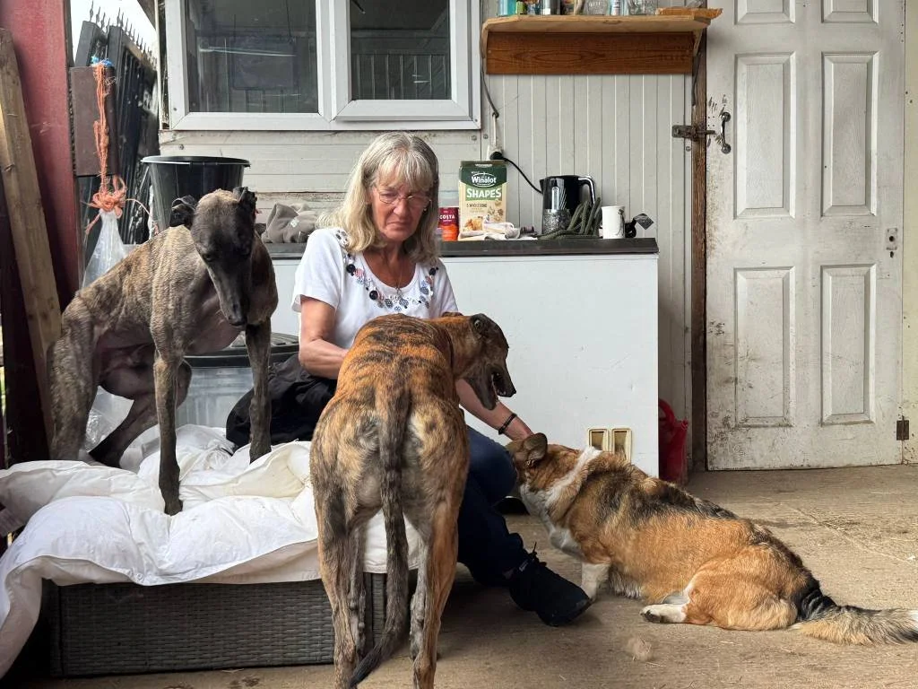 A woman sitting on a couch in a garage or shed, surrounded by three dogs, one standing on the couch, one with its nose near the woman's hand, and one lying on the floor. The background has a door, a small white cabinet, and various kitchen items.