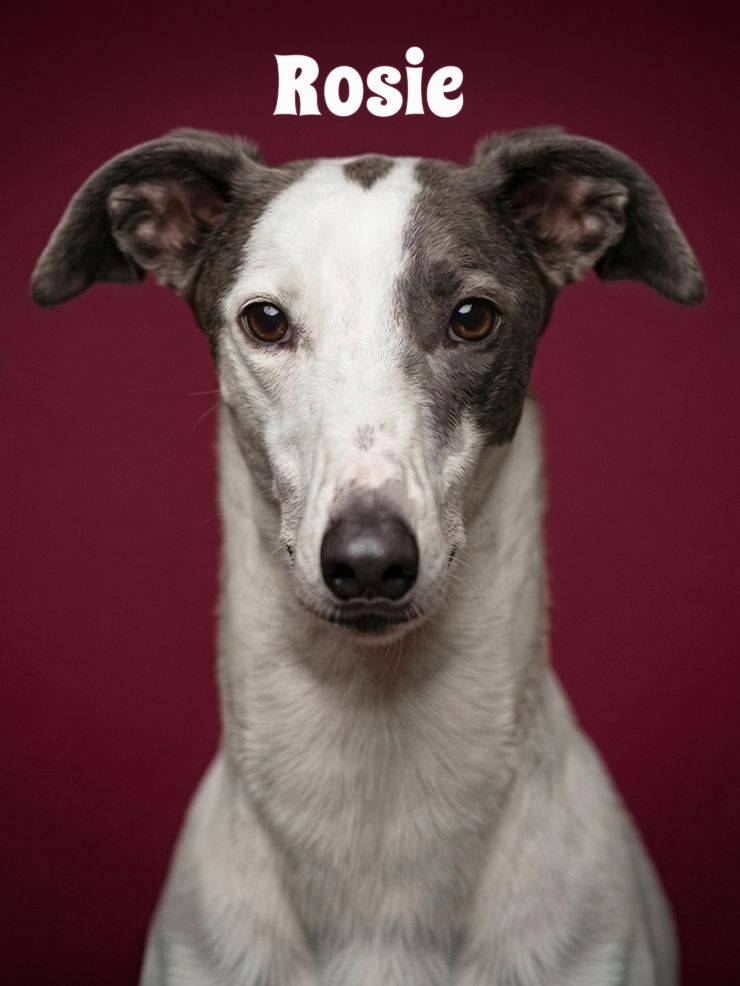 Close-up portrait of a white and gray dog with a dark nose against a dark red background. The dog has the name 'Rosie' written above its head.