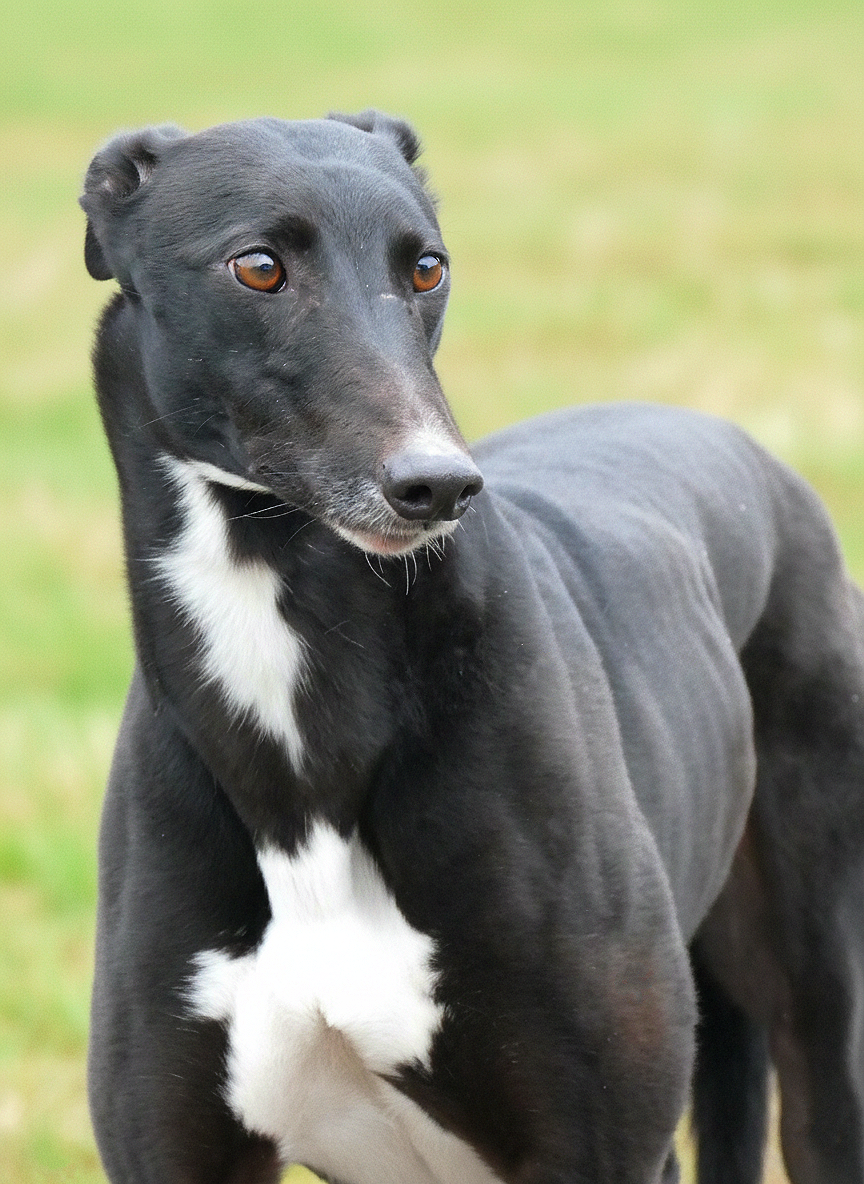 Black dog with a white chest standing outdoors on grass, looking to the side.