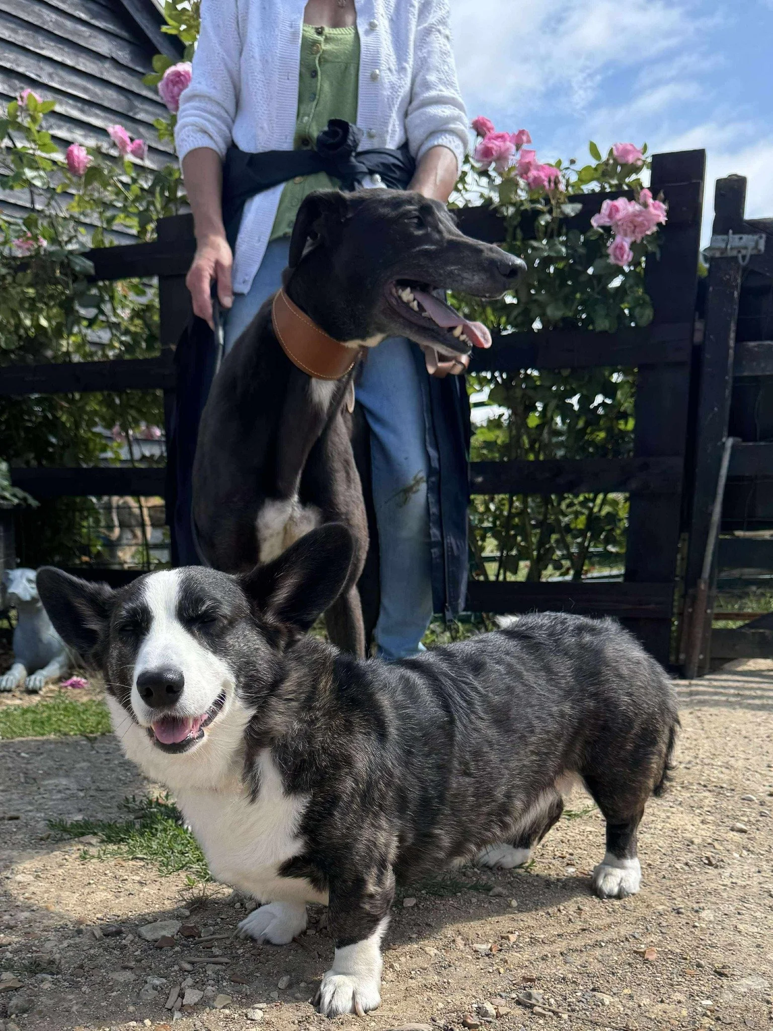 Two dogs, a black and white corgi and a brindle dachshund, with a woman standing behind them in a garden with pink roses.