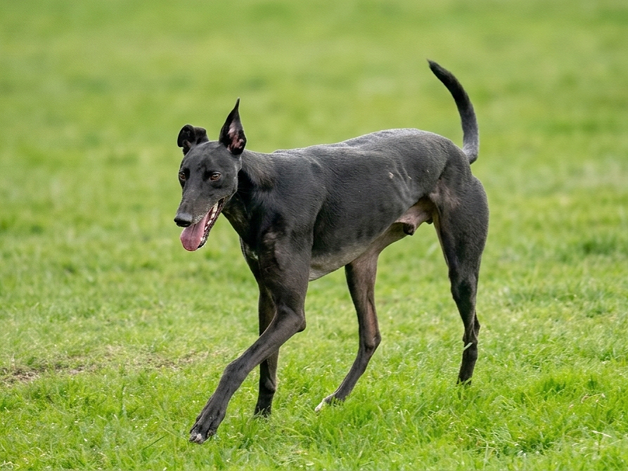 A slim, black greyhound dog running on a grassy field with one ear perked up and tongue out.