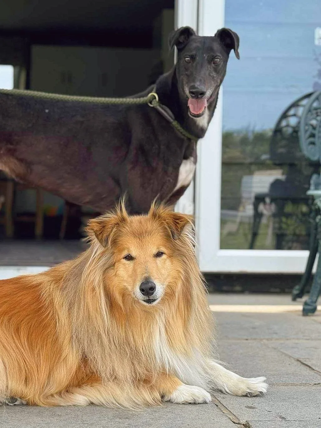 A black dog standing inside near the door, and a golden long-haired dog lying outside on the patio.