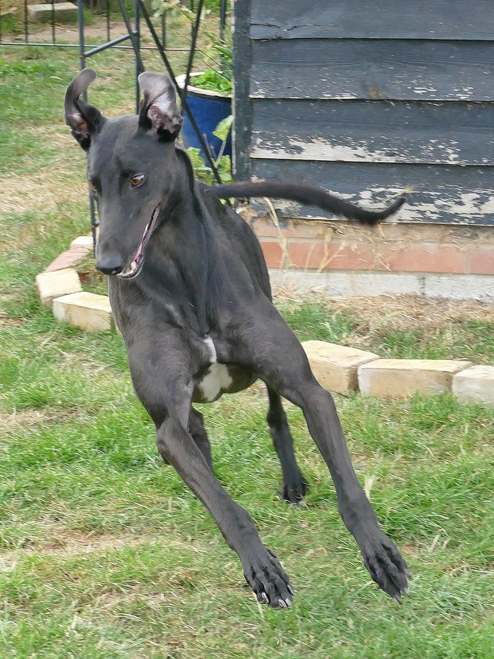 A black greyhound dog jumping or running outdoors on grass near a weathered black wooden shed.