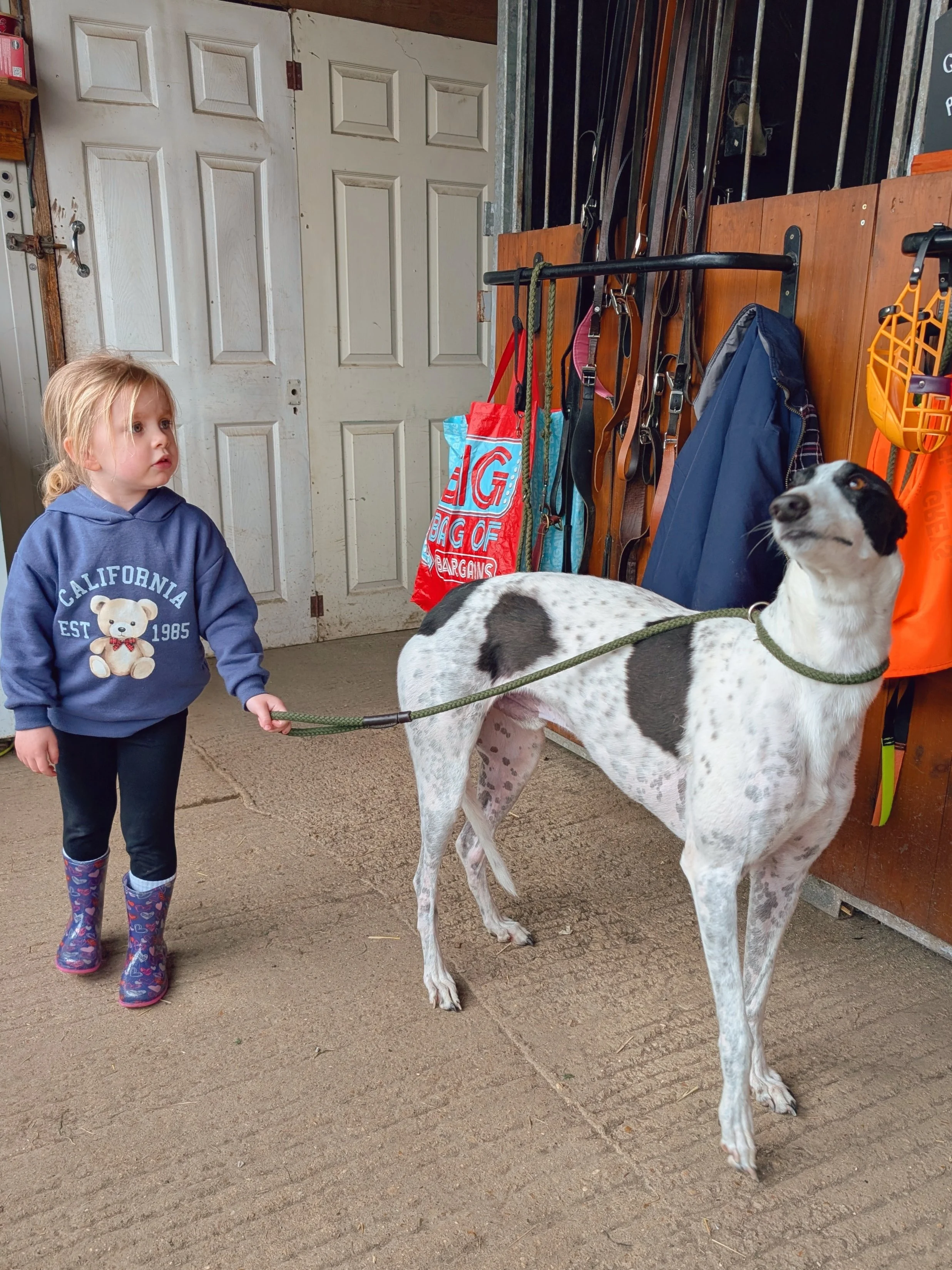 A young girl holding a leash attached to a white and black dog, standing indoors near a wooden wall with filled hooks for hanging items and various bags. The girl has blond hair, wearing a blue hoodie with a teddy bear design, and rubber rain boots. 