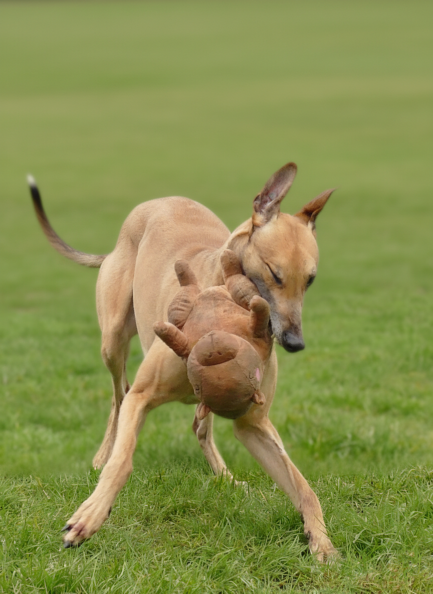 A dog carrying a plush pig toy in its mouth while walking on a grassy field.