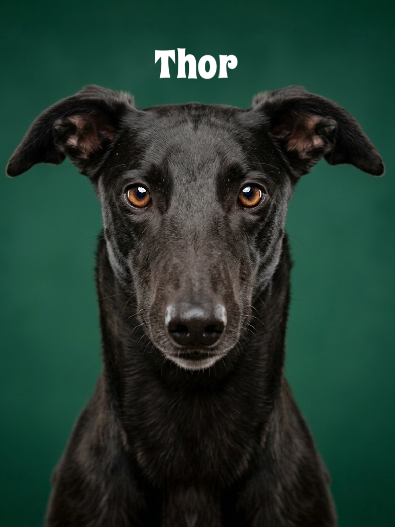 Close-up of a black dog with amber eyes and upright ears, with the name "Thor" above its head, against a green background.