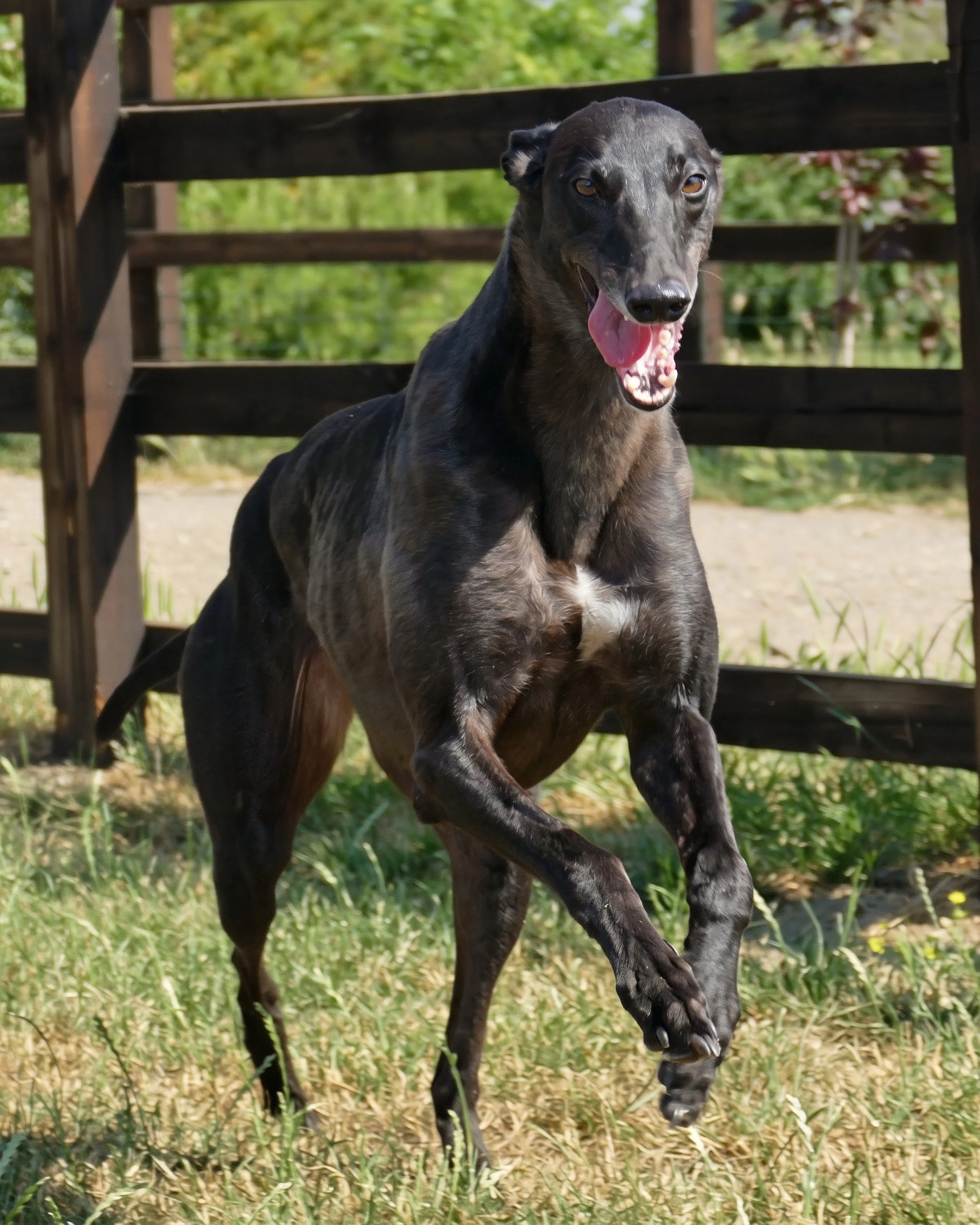 A black and gray dog, possibly a Greyhound or similar breed, standing outdoors on grass with a wooden fence in the background. The dog is looking directly at the camera with its tongue slightly out.