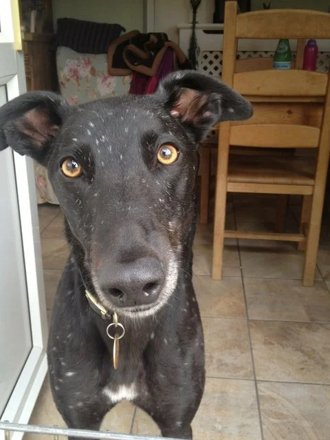 Spotty Dog (Diego Zip)