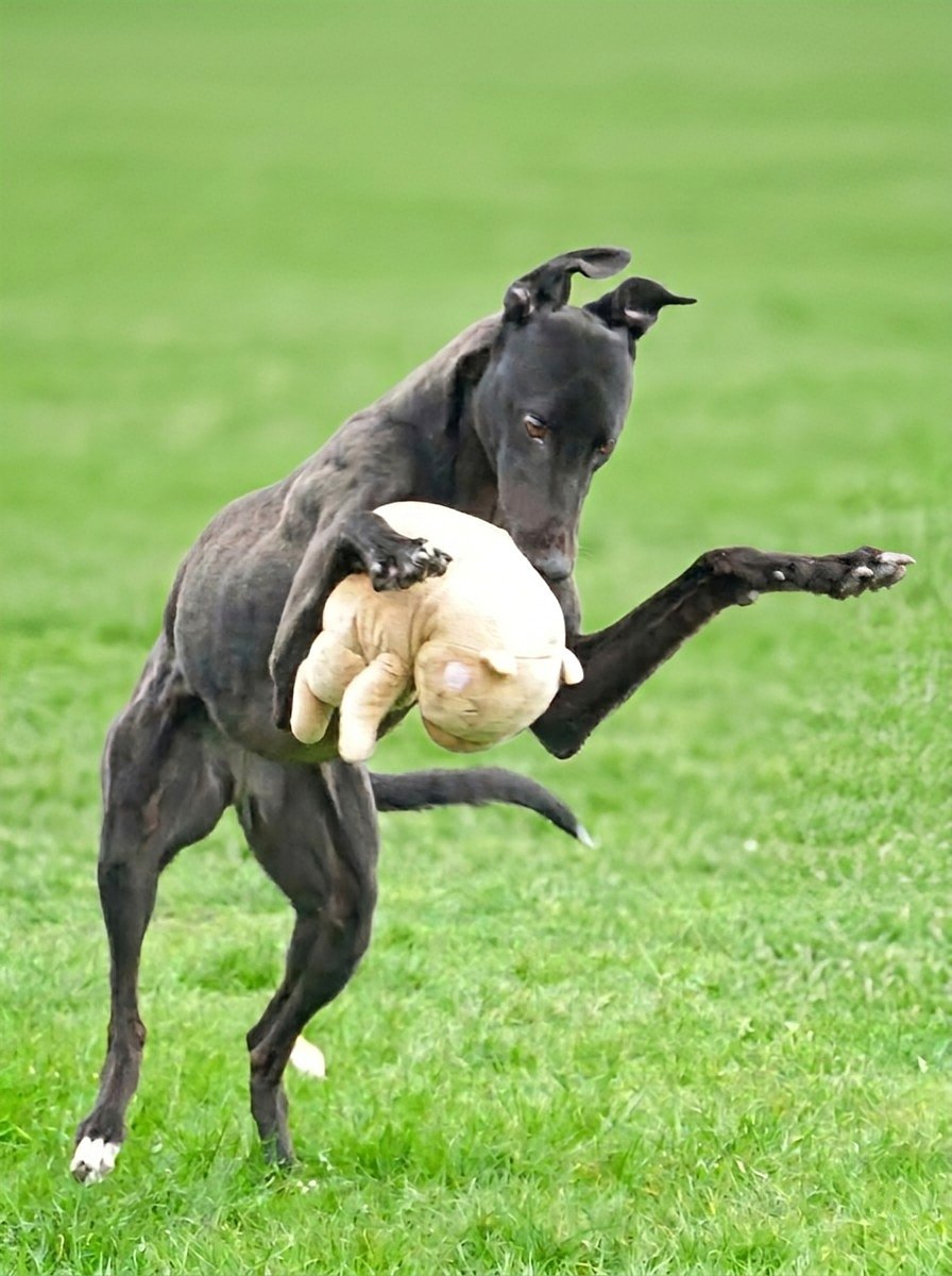 A black dog is jumping on green grass holding a plush toy in its mouth.