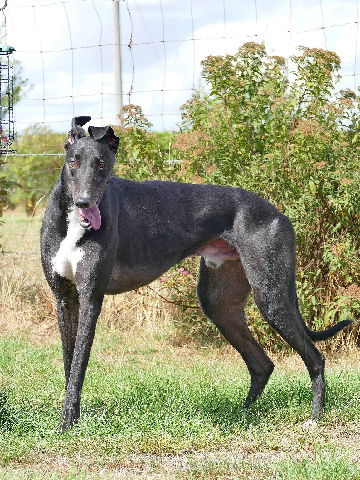 A black Greyhound dog with a white chest standing on grass in a yard with a wire fence and bushes in the background.