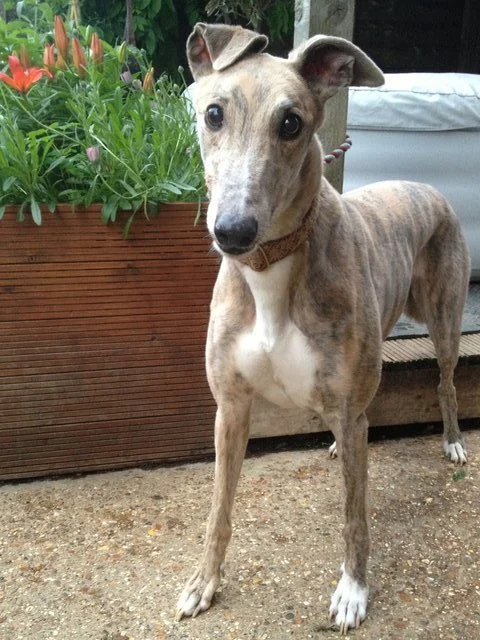 Frisky (Westmead Frisky)