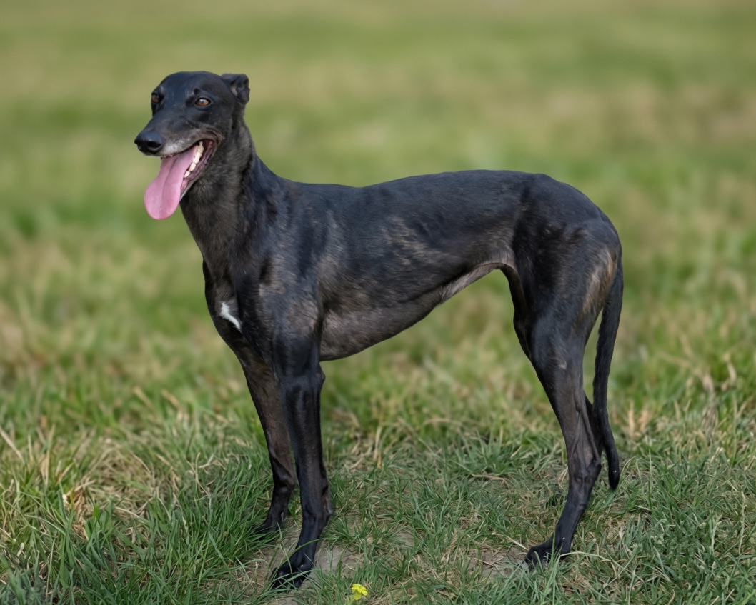 A slender black greyhound dog standing on grass with its tongue out and smiling, in an outdoor setting.