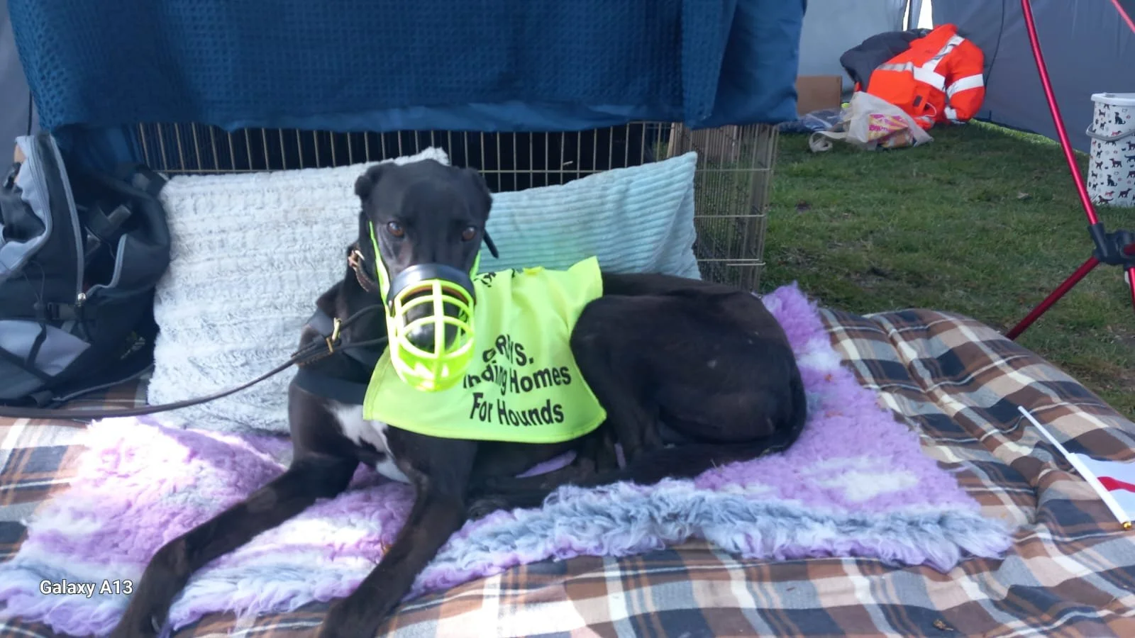 A black dog with a muzzle and a yellow-green vest reading 'S. Sheltering Homes For Hounds,' lying on a purple and brown blanket on a plaid bed in an outdoor setting.