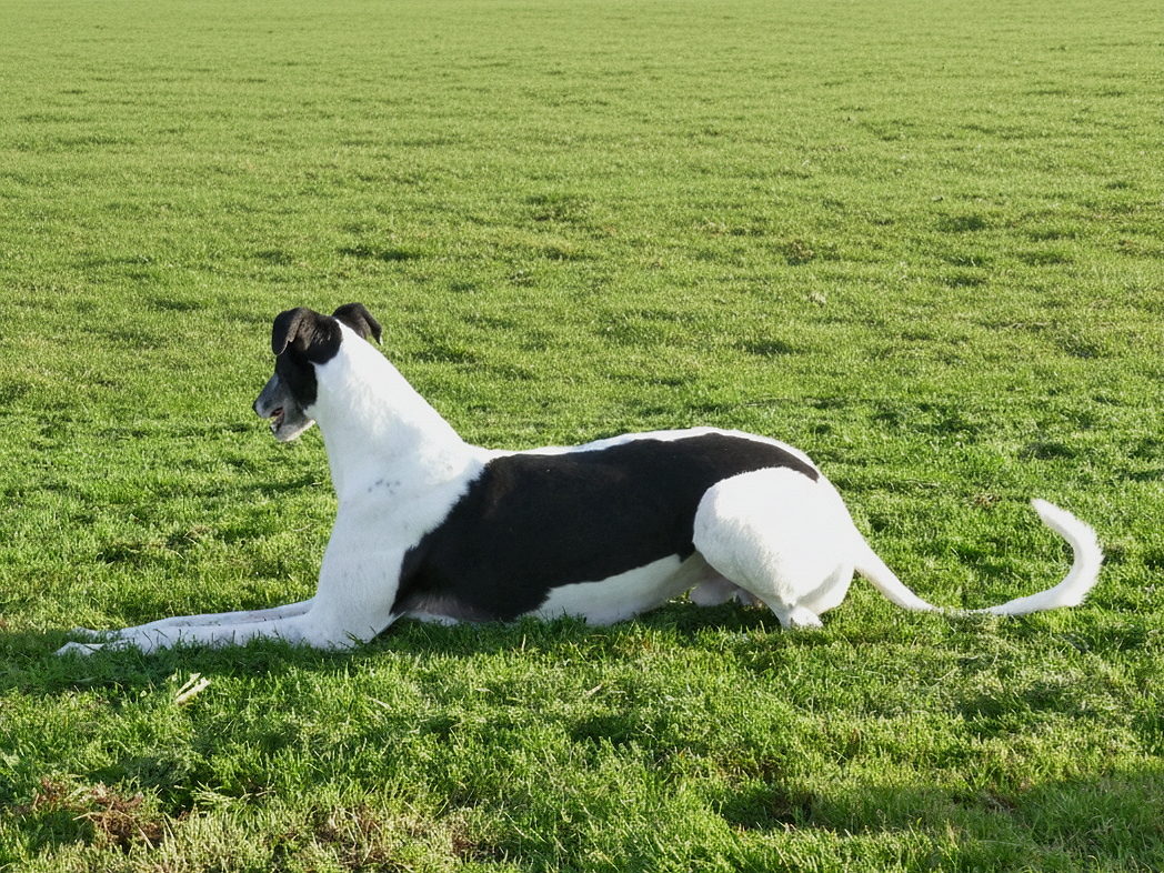 A black and white dog lying on green grass in an open field.