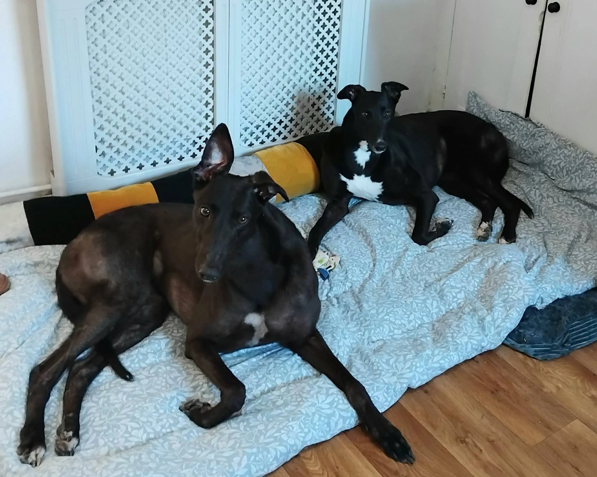 Jack (Badminton Satie) & Sally (Bit View Sal)