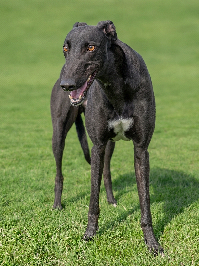 Black Greyhound standing on green grass