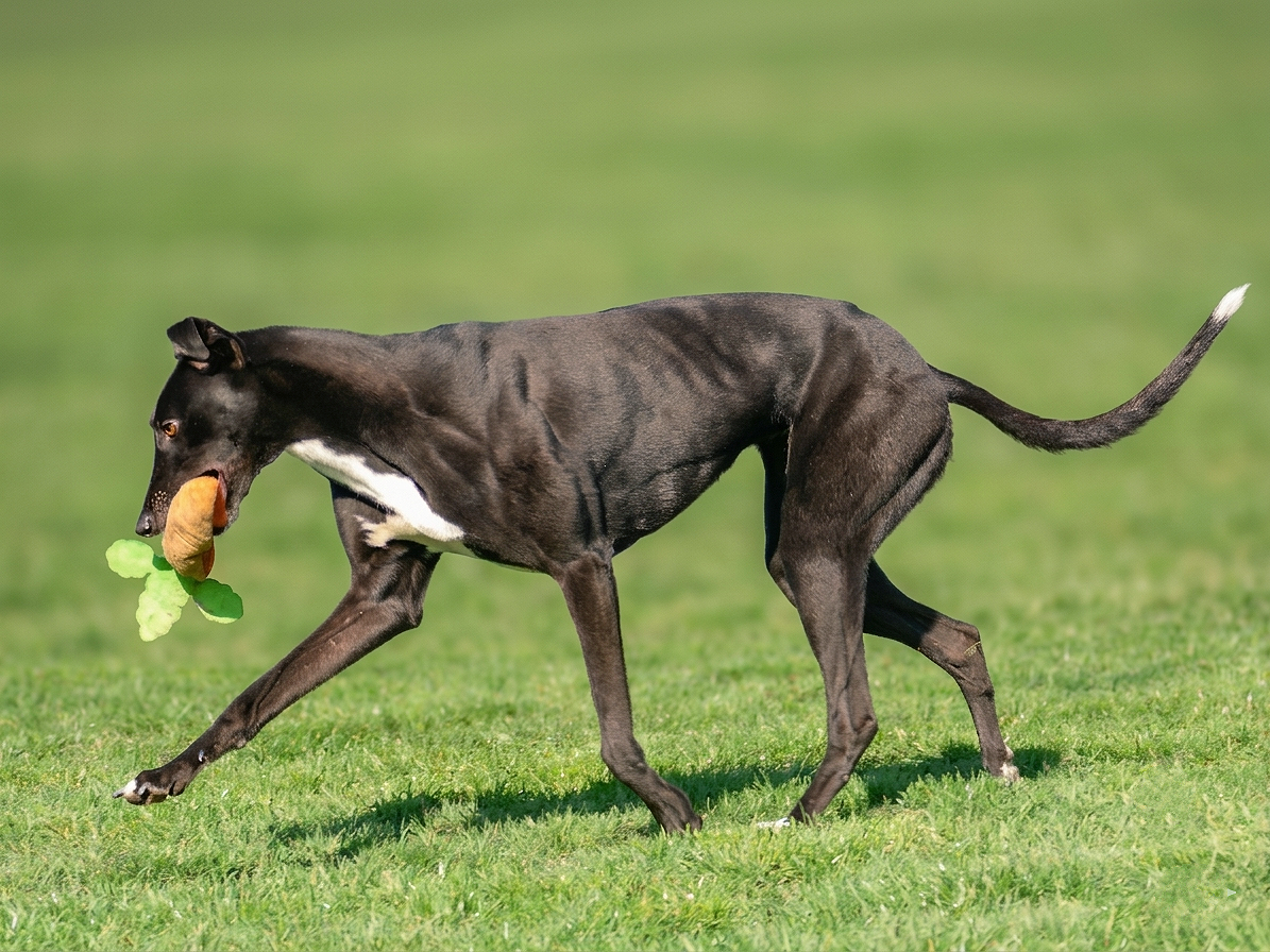 A black and white dog running on grass holding a plush toy in its mouth.
