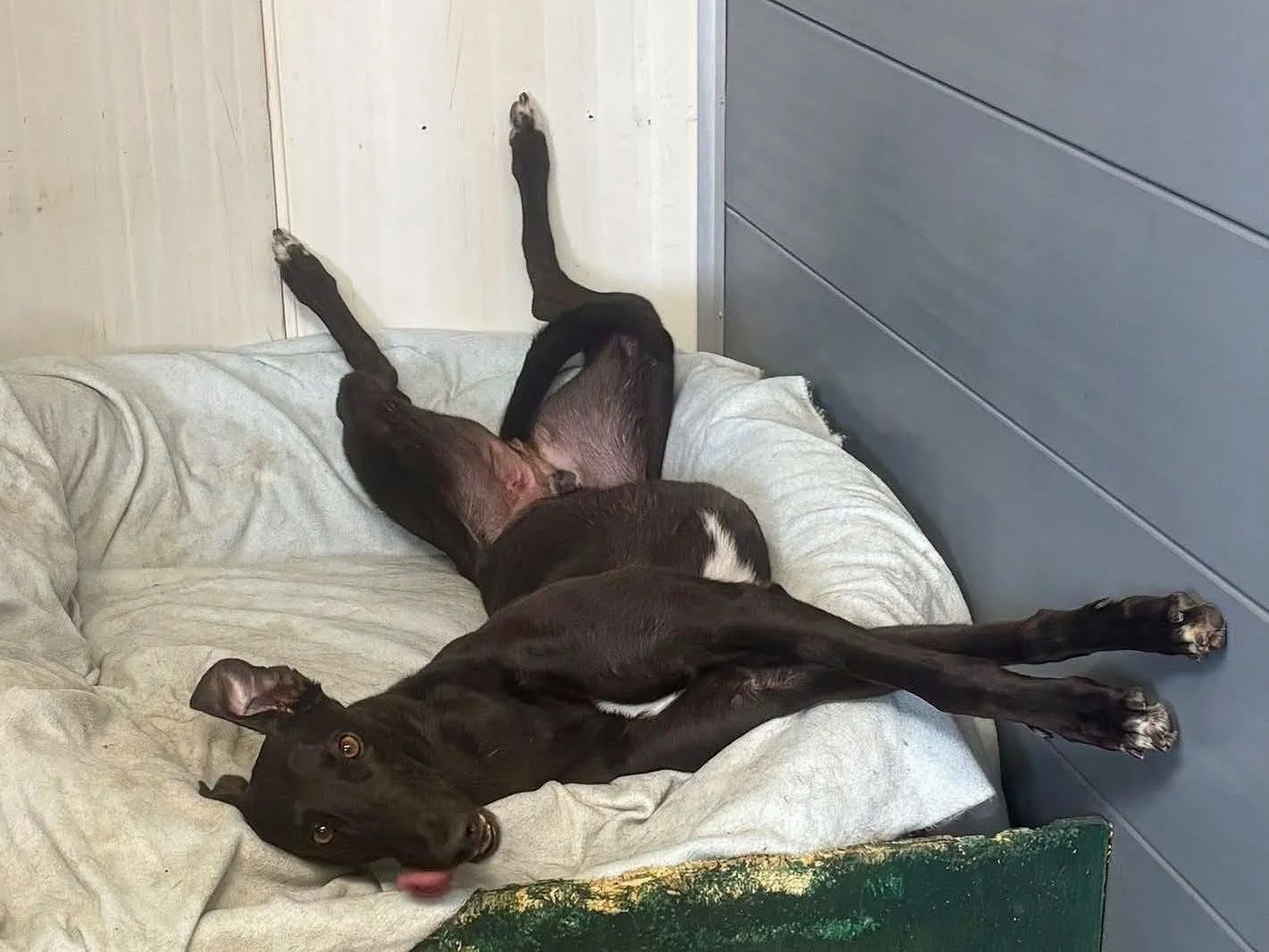 A black dog is lying on a bed with a white blanket, stretching out with its front legs reaching up and its tongue slightly out. Another dog is partially visible, lying next to or on top of the black dog, with its head near the black dog's body.