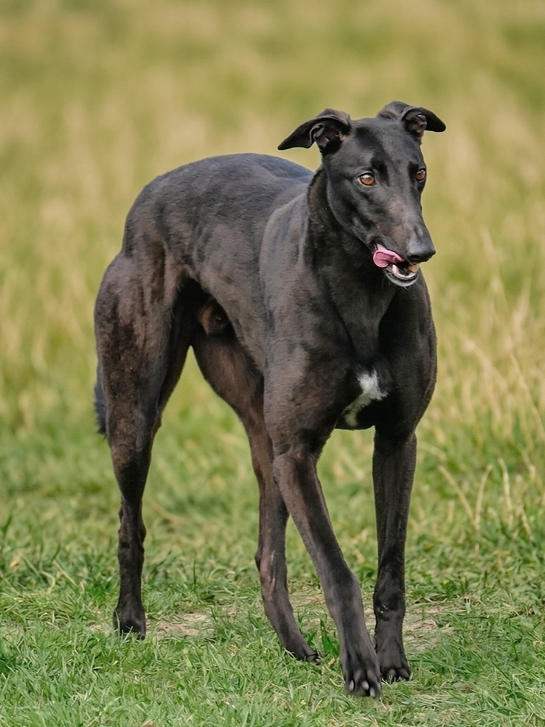 A black greyhound dog standing on a grassy field, licking its nose with a blurred green background.
