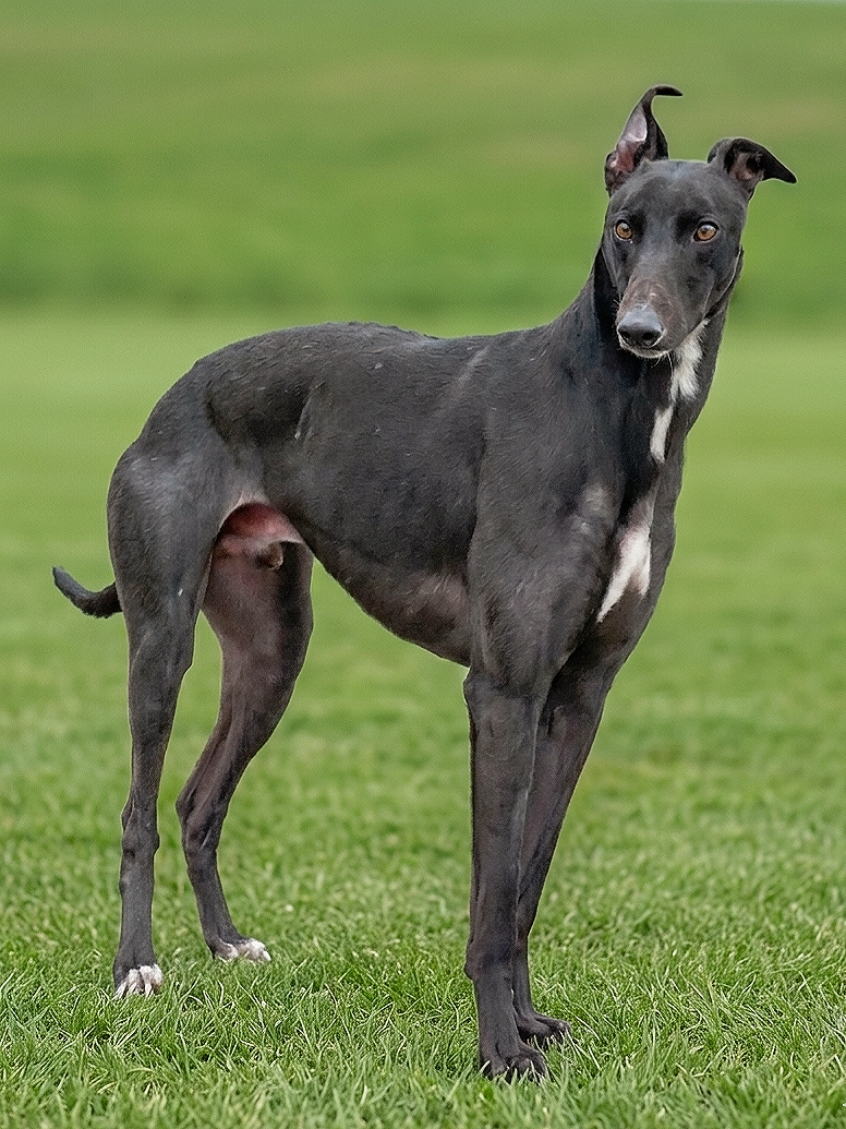 A tall, slender dog with a black coat, white markings on its chest, and unique ears, standing on a grassy field.