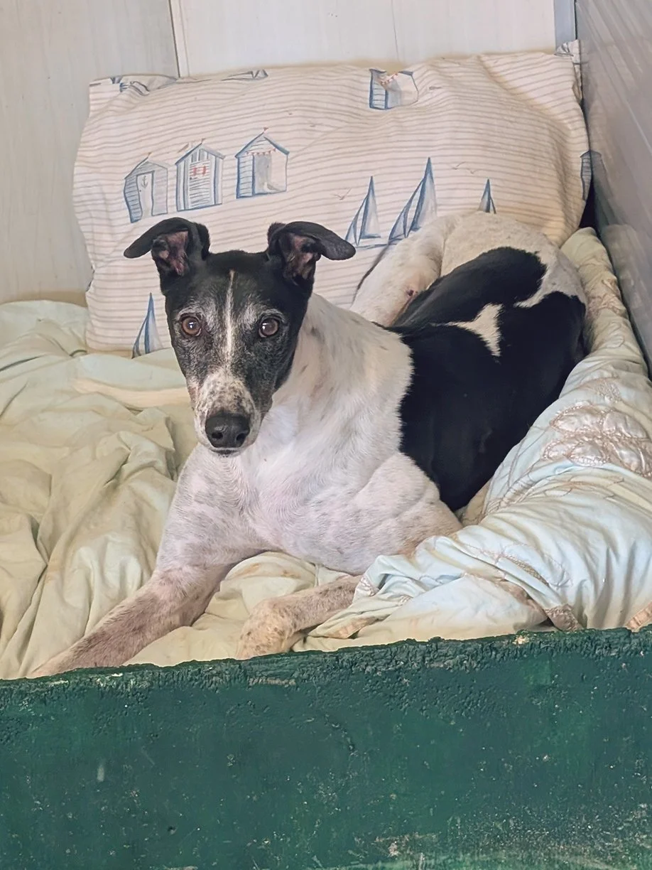 A black and white dog with a distinctive face and large ears is lying on a bed with cream-colored sheets and a nautical-themed pillow in the background.