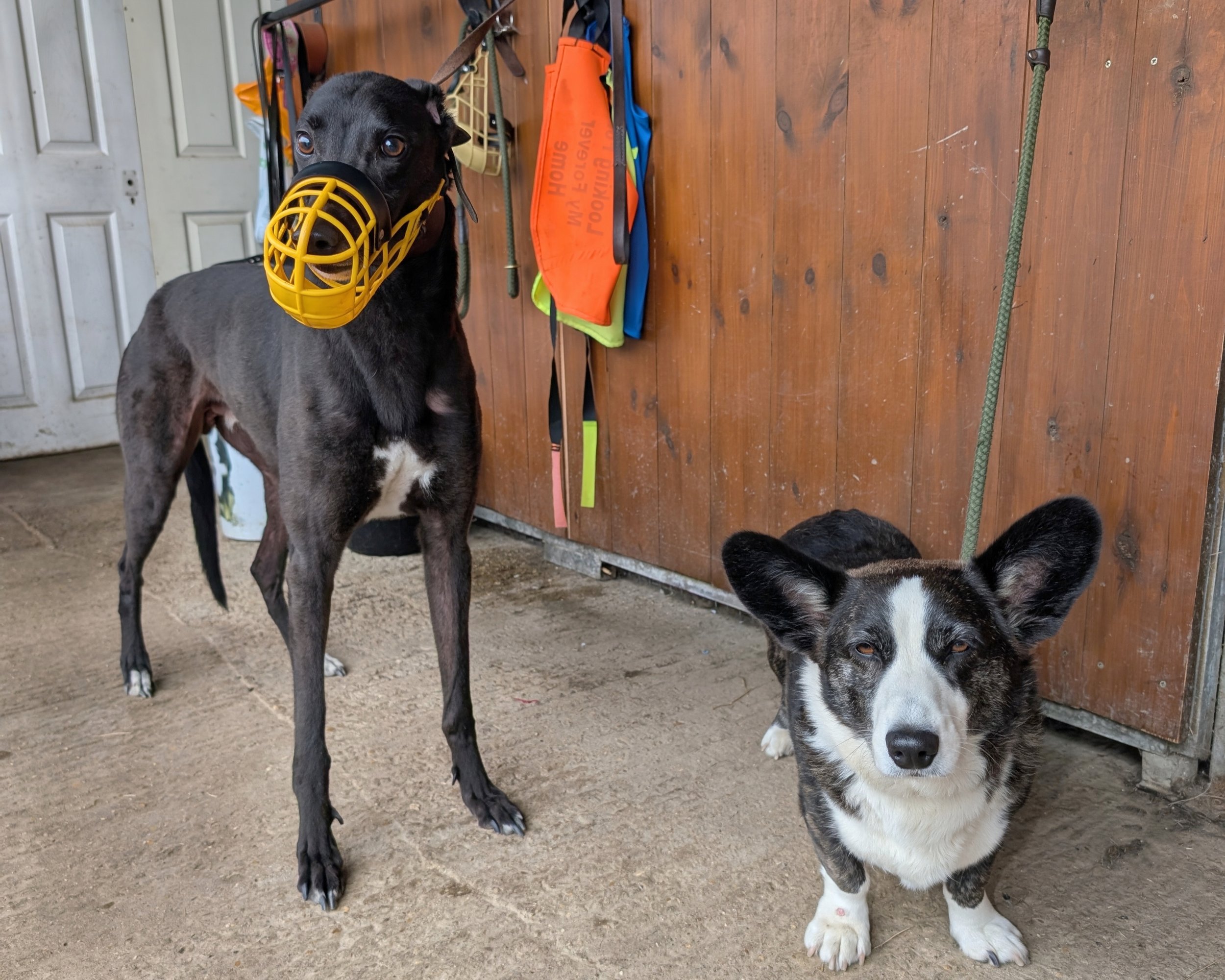 A black dog wearing a yellow muzzle and a black and white dog standing in front of a wooden wall with outdoor gear hanging on it.