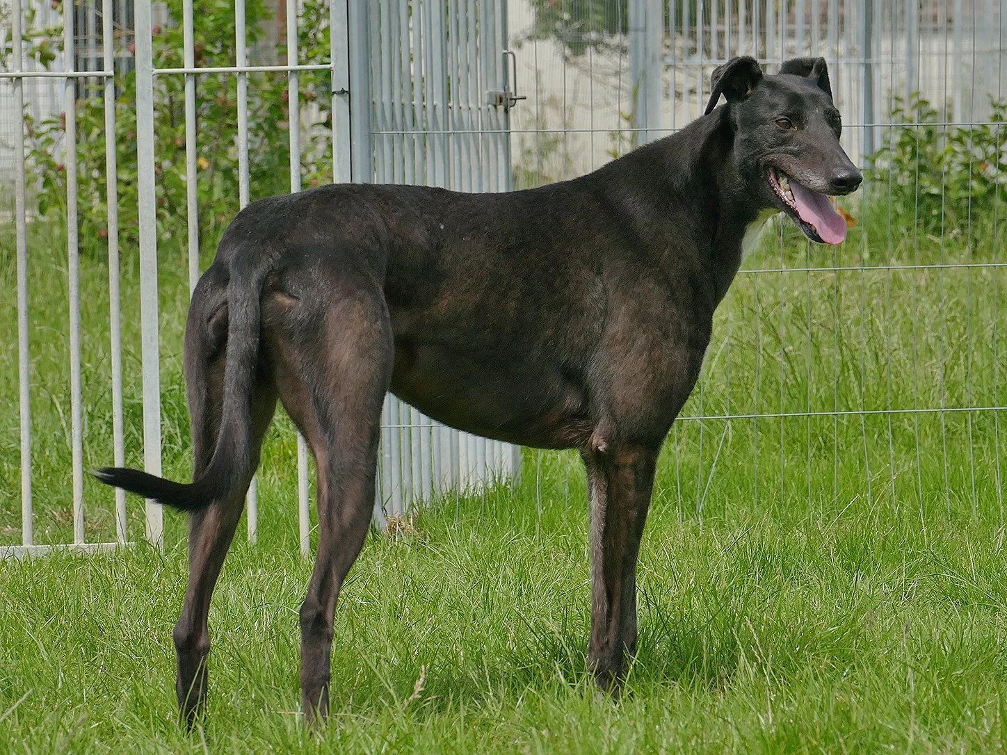 A black greyhound with a slim body standing on green grass inside a fenced area.