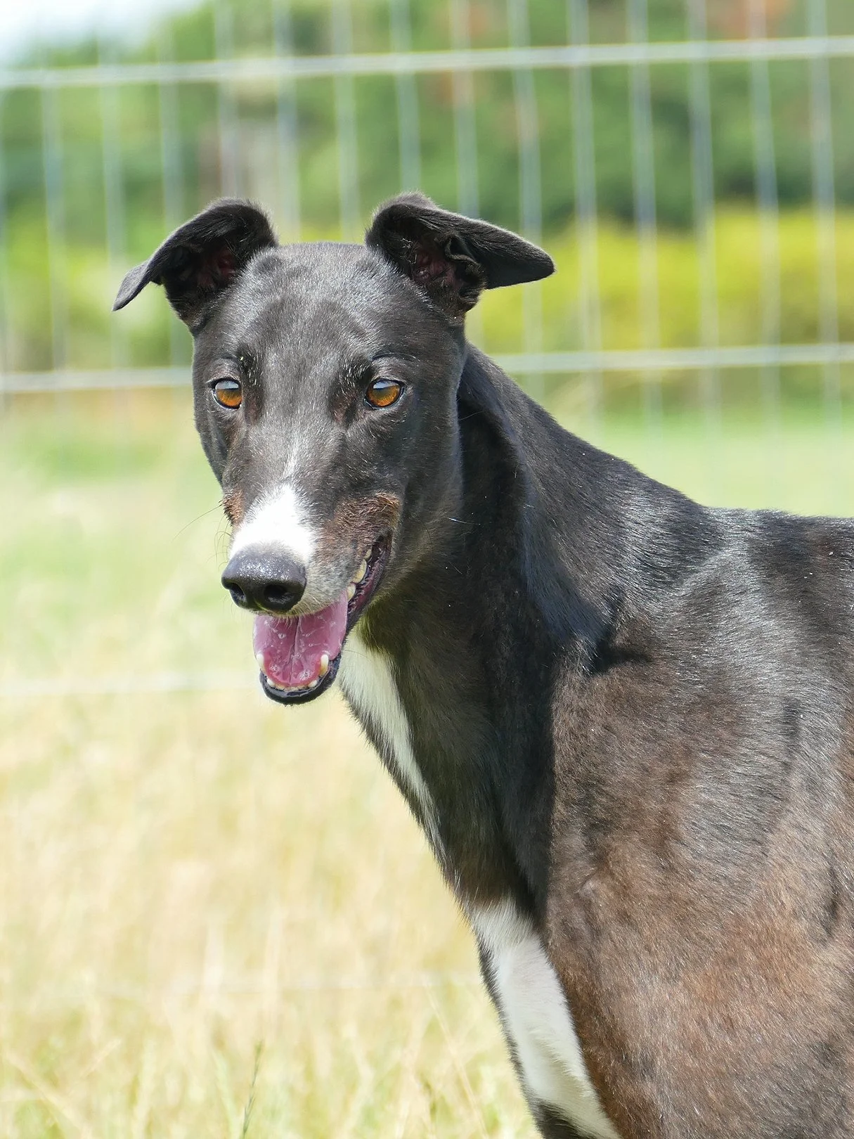 A black and white dog, likely a Whippet or Greyhound, standing outdoors in a grassy area with a wire fence in the background, looking at the camera with its mouth slightly open.