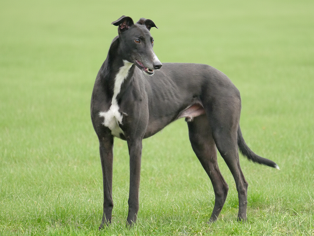 A greyhound dog standing on green grass in an open field.