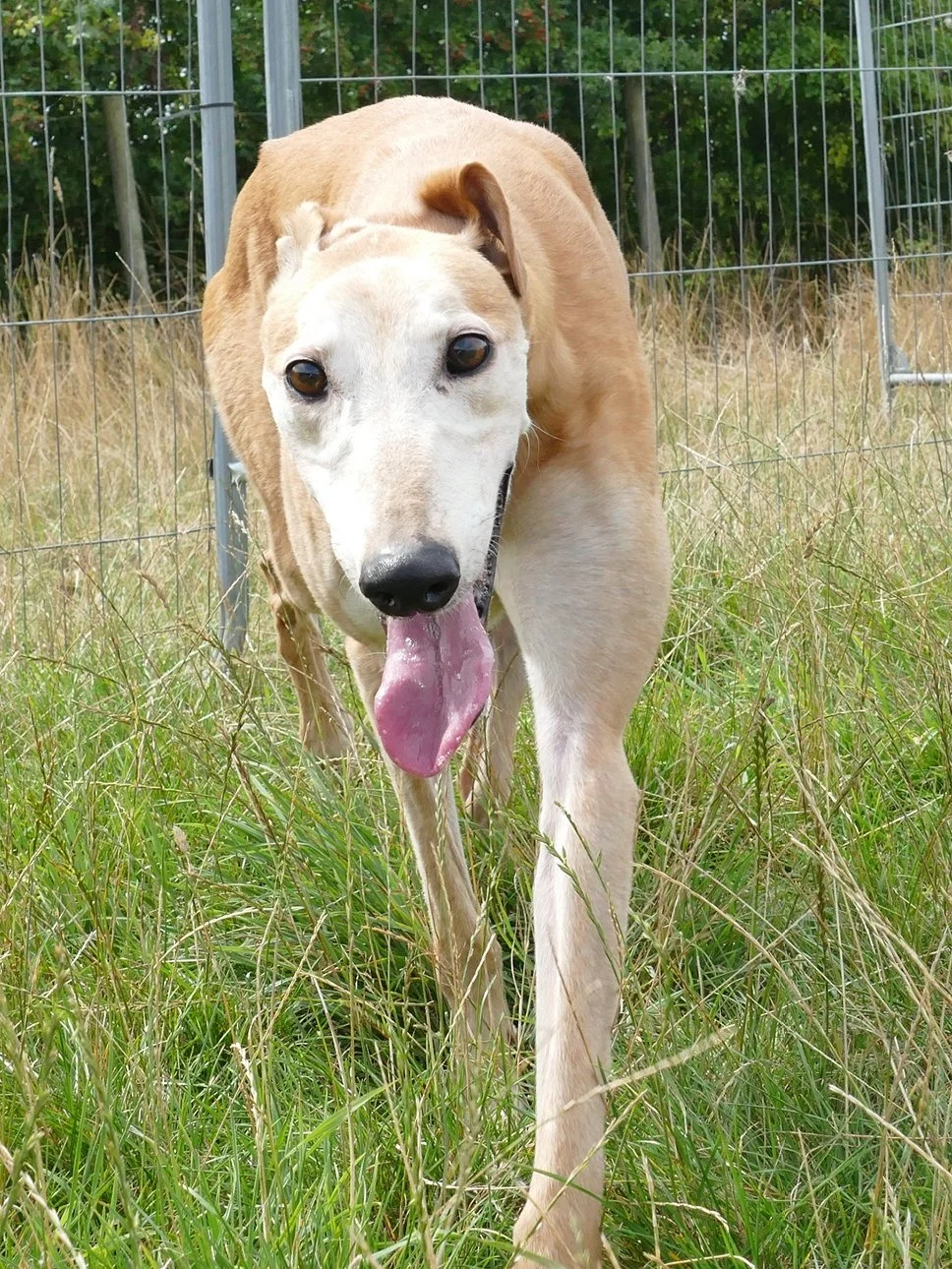 A light-colored dog with a long snout and large eyes walking through tall grass, with its tongue hanging out and a metal fence in the background.