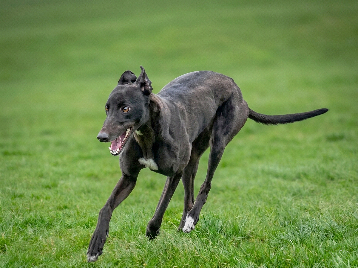 A black Greyhound dog running on green grass with an open mouth and alert expression.