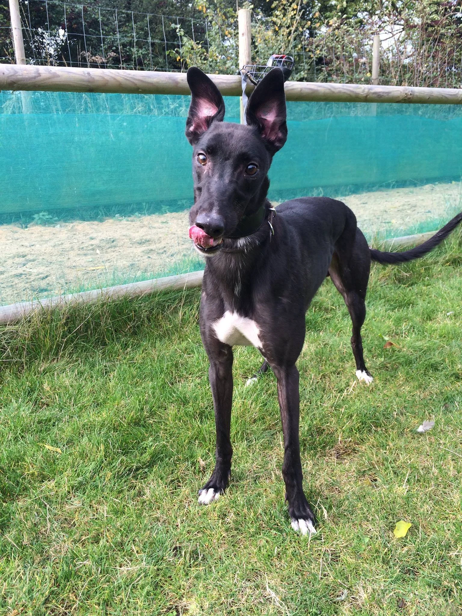A black dog with large ears and white markings on one of the paws and the tongue is sticking out, standing on grass in front of a green fence.