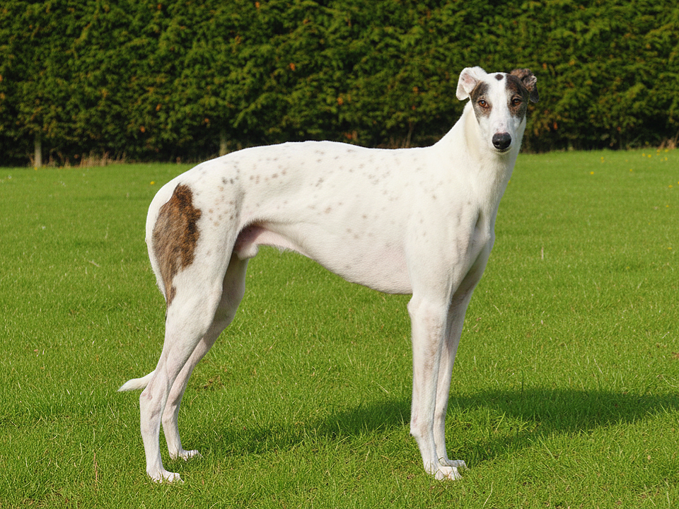 A white and brown speckled dog standing on green grass with trees in the background.
