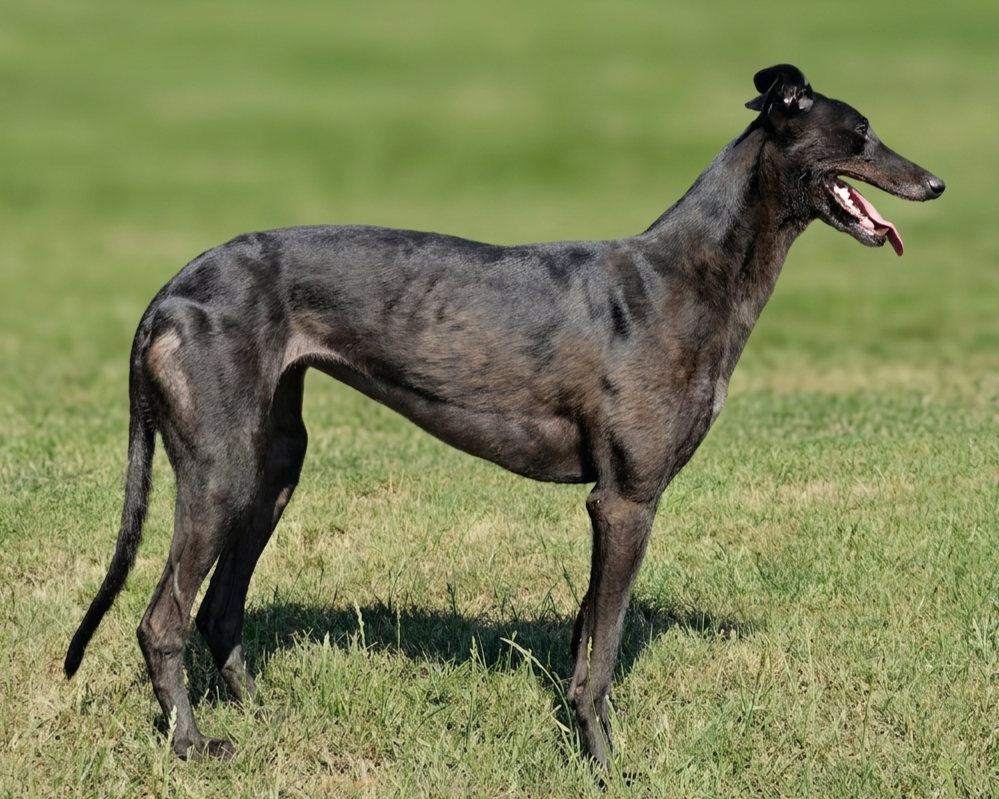 A slim, gray and black dog standing outdoors on a grassy field, with its mouth open and tongue out.