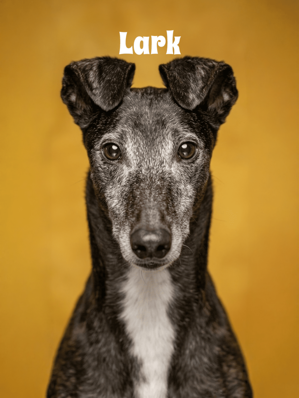 A black dog with a white patch on its chest, staring at the camera, with the word "Santa" above its head.