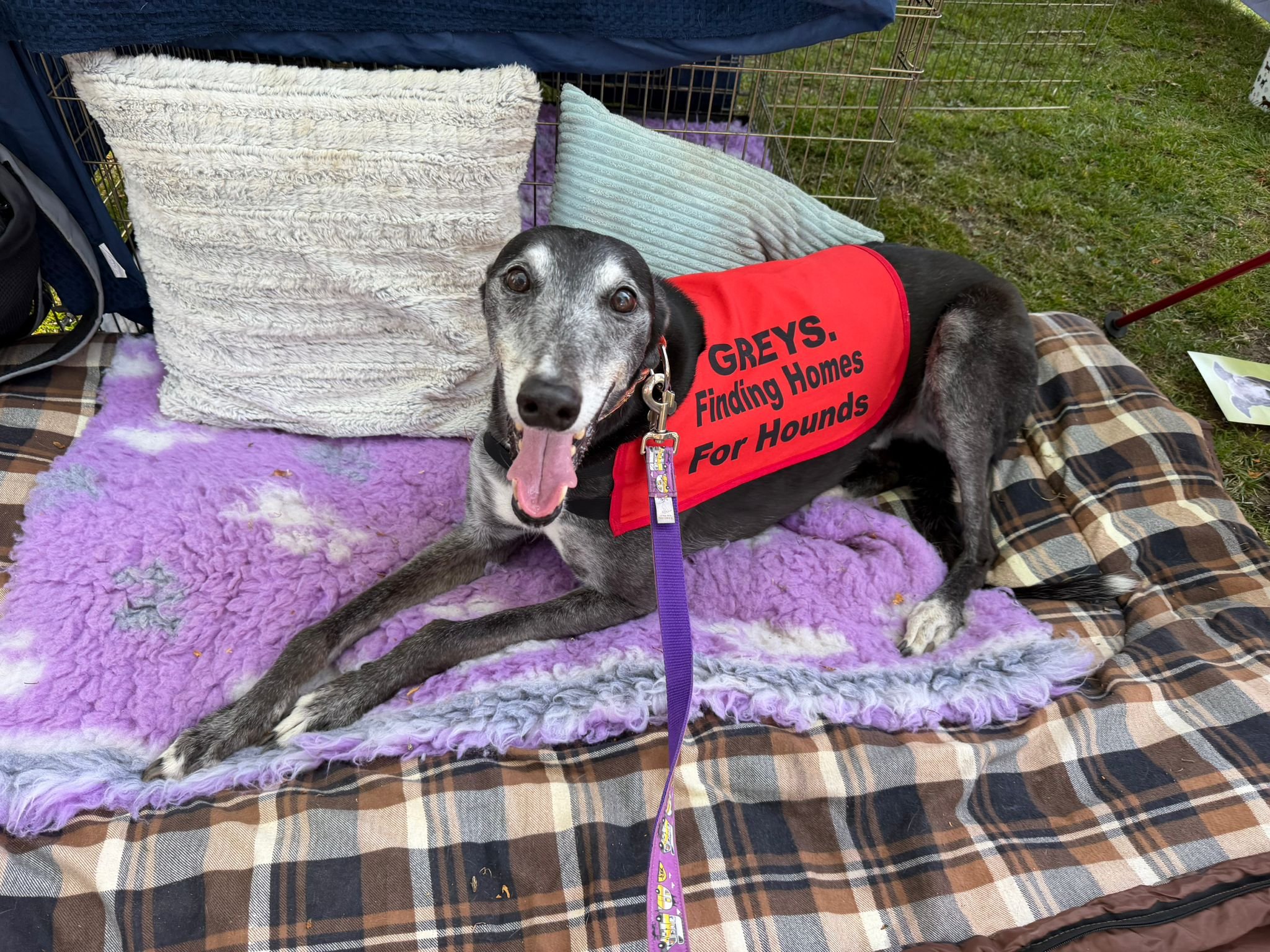 A black and gray dog wearing a red vest that says "GREYS. Finding Homes For Hounds" lying on a purple blanket inside a metal dog crate. The crate has a white fluffy pillow and a light blue pillow, with a leash attached to the dog. Outside the crate, 