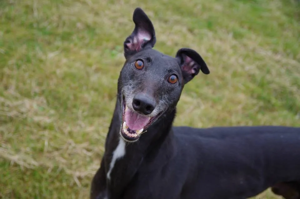 Flame (Surrey Boy)